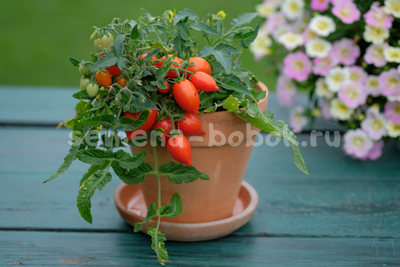 Микро Томат Funnyplums Red (Фанниплюмс Красный), 10 шт