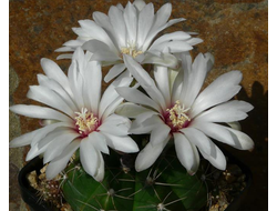 Gymnocalycium fleischerianum VoS-1258 - 5 семян