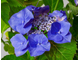 Блаумайзе  гортензия крупнолистная( Hydrangea macrophylla Blaumeise)