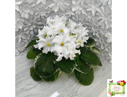 ЛИС-Поиграй Снежинками (Л. Сергеева) 2024 г.