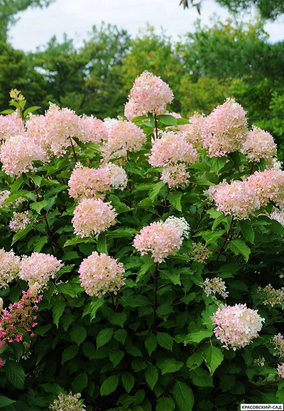 Гортензия метельчатая Фантом