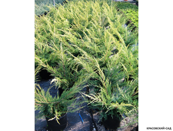 Можжевельник Пфитцериана Ауреа - Pfitzeriana Aurea