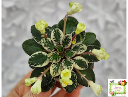 Н-Капелька (Н. Бердникова)