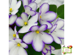 2А-Проба Пера (Е. Кольцова) 2024 г. (сортовая розетка)