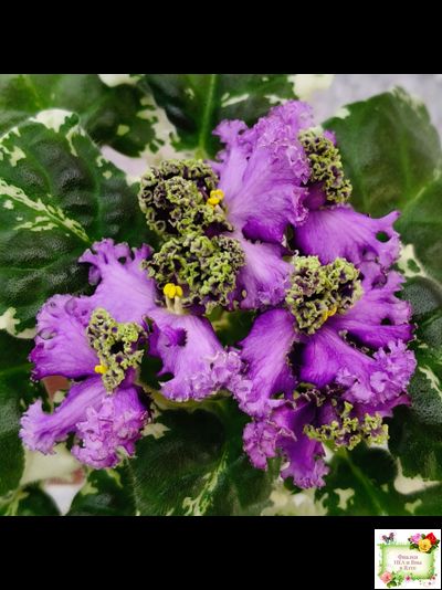 ЛЕ-Галатея Люкс (Е. Лебецкая) 2019 г.