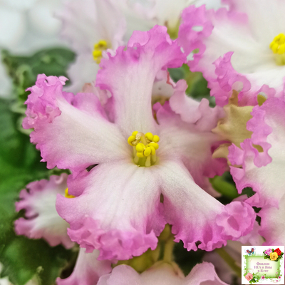 Nik-Обыкновенная Богиня (Н. Булко) 2023 г.