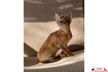 Абиссинский котенок Зульф