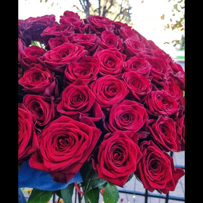 Роза Россия 70 см 51 шт