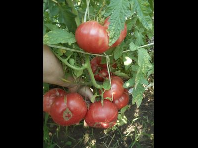 Томат Северюга (усл.)