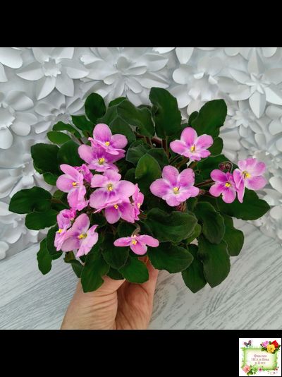 LV-Звезда в Ночи (Л. Шевелева) 2025 г. трейлер (клакамасный лонг)