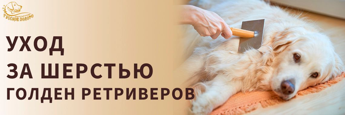 Уход за шерстью голден-ретриверов