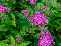 Спирея японская Неон Флэш (Neon Flash)