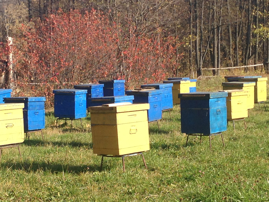 украшения пасеки. магазин пчеловодства передовая пасека в москве. пасека юньга ижевск. пасека интернет магазин. станция пчеловодное каширский район.