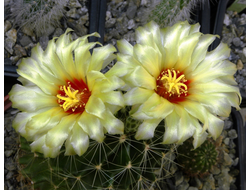 Hamatocactus setispinus - 5 семян