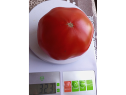 Томат Ти Мо Ор (Tee Mo Or)