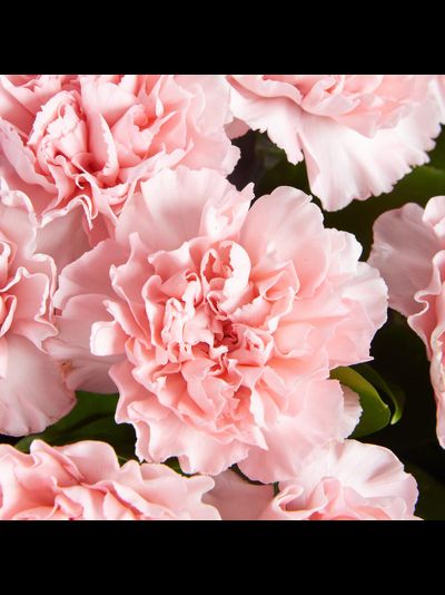 Букет из 15 диантусов