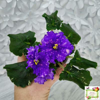 Nik-Звезды над Фиджи (Н. Булко) 2024 г.