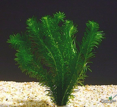 Элодея зубчатая (пучок)