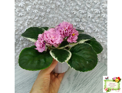 АВ-Розовое Шампанское (Фиалковод) 2020 г.