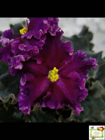 НК-Декамерон (Н.Козак) 2019 г. (лист с деткой посажен 12.07.25)