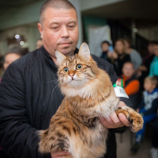 Курильский бобтейл ShawlsCity Tigris Show