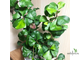 Ficus Triangularis "Green Dream" / фикус Грин Дрим