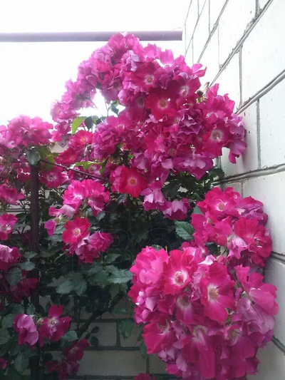 Дортмунт (Dortmund)