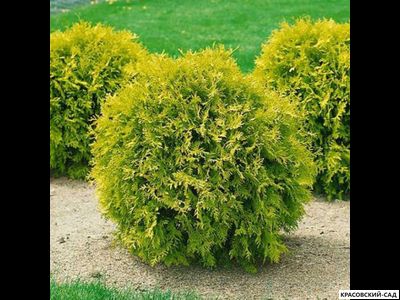 Туя Марьям - Mirjam