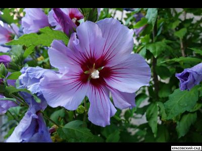 Гибискус Марина - Marina