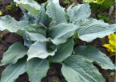 Хоста Diamond Lake