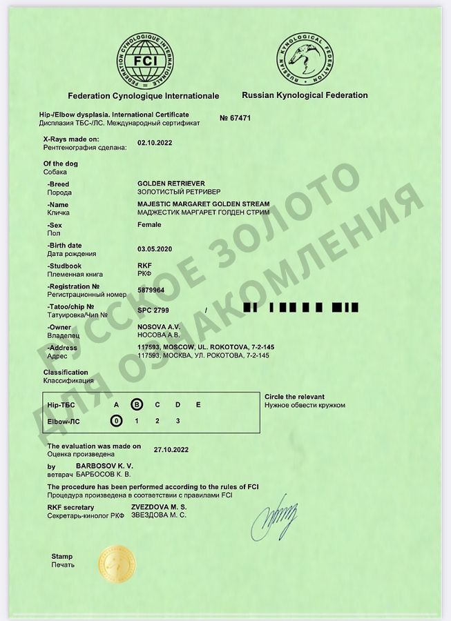 Получены официальные результаты тестов на дисплазию у нашей Марго / Маджестик Маргарет Голден Стрим 