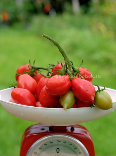 Томат Новинка Приднестровья, 10 шт