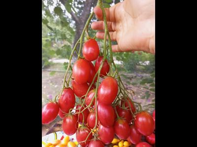 Томат Чио-чио-сан