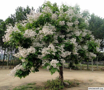 Катальпа бигнониевидная