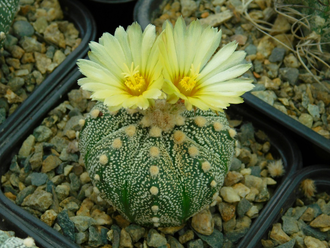 Astrophytum AS SUPER TOKUSHIRO orange fl (1043) - 10 семян