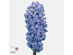 Hyacinthus delft blue