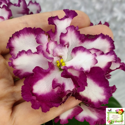 ВаТ-Волшебная Сказка (Т.Валькова) 2019 г.