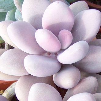 Pachyphytum Pink, Пахифитум, лунный камень, суккулент, род толстянковых
