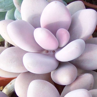 Pachyphytum Pink