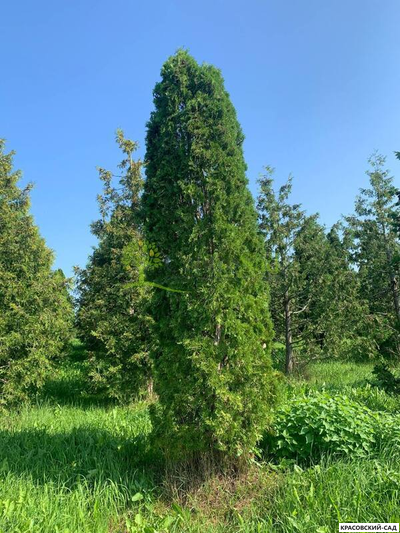 Туя Малониана