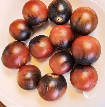 Томат Шоколадный подарок