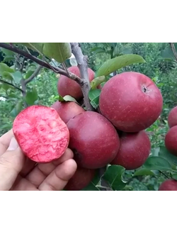 Яблоня Ред Кетти (Red Ketti)