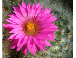 КАКТУСЫ  семена (Cactus seeds)