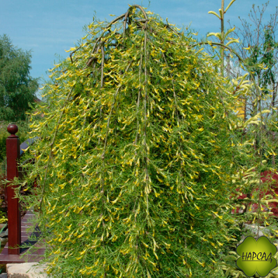 КАРАГАНА ДРЕВОВИДНАЯ (АКАЦИЯ) НА ШТАМБЕ 1,6 м