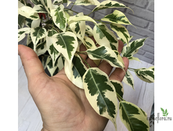 Ficus Benjamina De Gantel  Big leaf / фикус Бенджамина Де гантель крупный лист