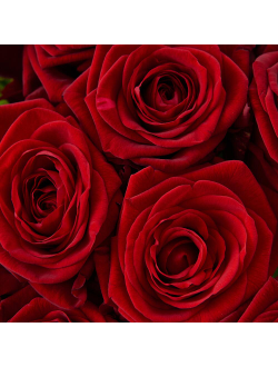 21 красная роза 50 см