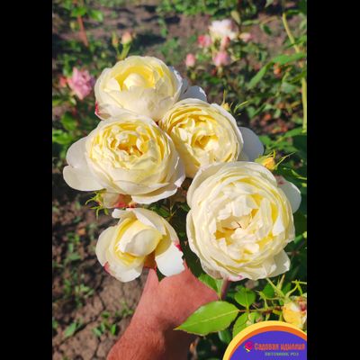 Ванесса Белл (Vanessa Bell)