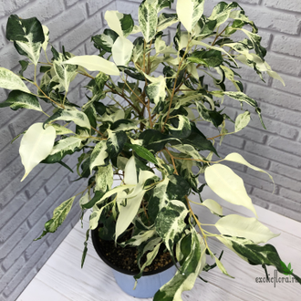 Ficus Benjamina ‘Curly’ / фикус Кёрли