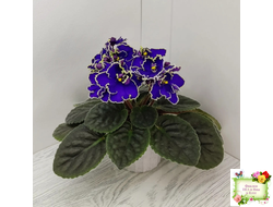 ЛЕ-Прекрасная Креолка (Е. Лебецкая) 2009 г