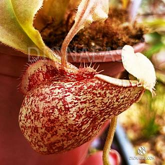 Nepenthes Hybrid Hookeriana X Coccinea - Непентес гибридный Хукериана Х Кокцинея